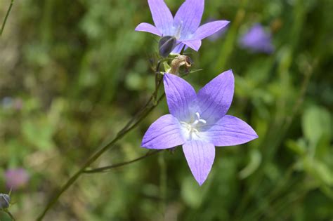 Wiesen Glockenblume Campanula Patula EBW OEPUL