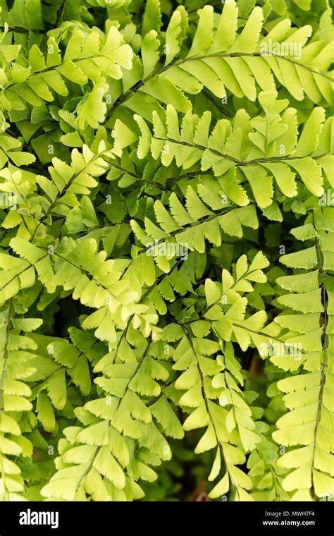 Adiantum Pedatum Stock Photo - Alamy