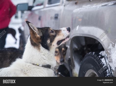 Alaskan Husky Sled Image & Photo (Free Trial) | Bigstock