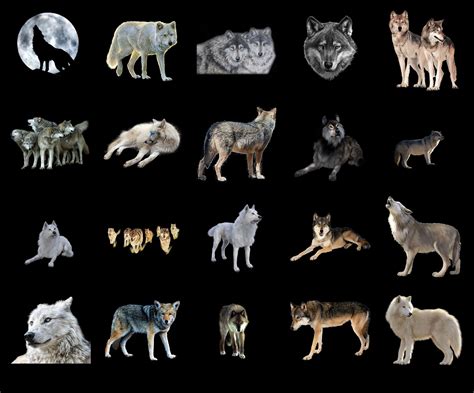 100 WOLF TRANSPARENT PNG ANIMALS PHOTOSHOP OVERLAYS BACKGROUNDS By ...