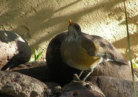 Rufous-backed Robin