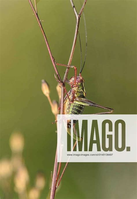 Western Saddle Bush Cricket Ephippiger Diurnus Female Switzerland