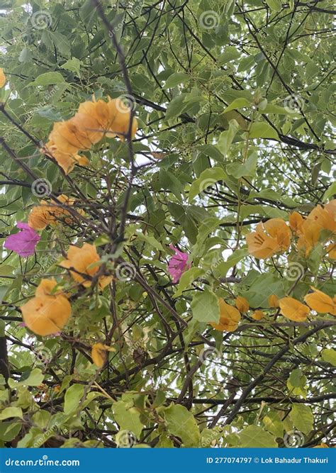 Bougainvillea Is Common In All Resorts Curly Vines And Spherical