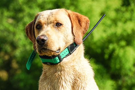 Best Gps Dog Collars Of 2023 Outdoor Life