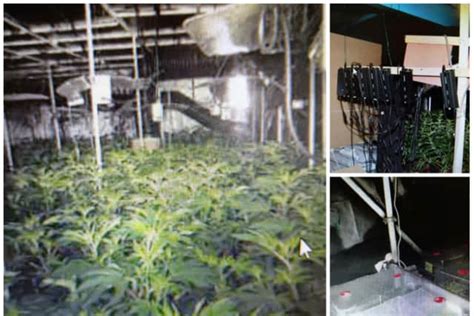 Five Flee To Roof As Police Find 2000 Cannabis Plants In Doncaster Industrial Unit