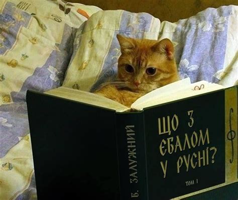 Создать мем "кот, грамотный кот, кот читает книгу" - Картинки - Meme ...