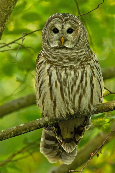 Barred Owl Perched | BirdNote