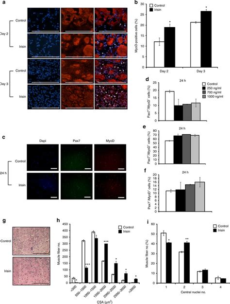 Irisin Improves Regeneration Of Skeletal Muscle A Representative