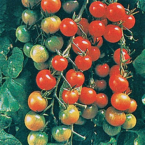 Super Sweet 100 Cherry F1 Hybrid Tomato Seeds – NE SEED