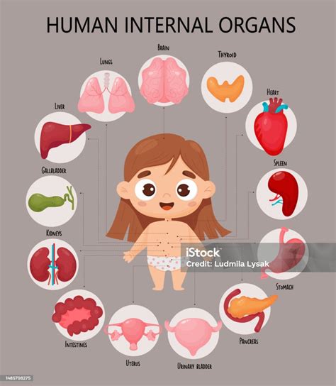 Anatomy Human Body Infographic With Cute Girl Visual Diagram Healthy Internal Female Organs