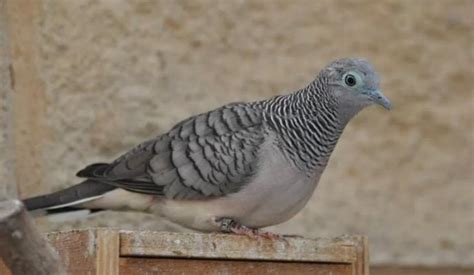 Panduan Lengkap Cara Ternak Burung Perkutut Bangkok Agar Cepat Bertelur