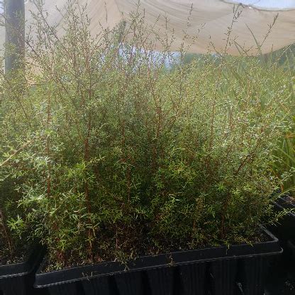 Kānuka - Hitiri Native Plant Nursery