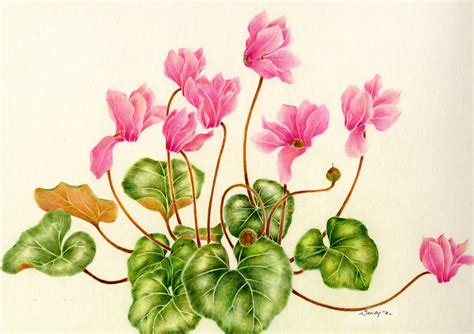 april blossom: cyclamen, color pencil