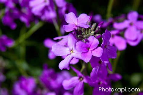 Four Purple Petals Photokapi