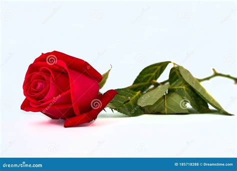 Red Rose On The White Background Stock Photo Image Of Aroma Holiday