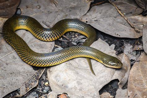 Rice Paddy Snake Hypsiscopus Plumbea