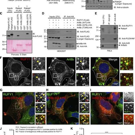 Rufy1 Isoforms Interact With The Gtp Bound Form Of Arl8b A Schematic