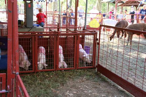 Racing Pigs Trigg County Ham Festival