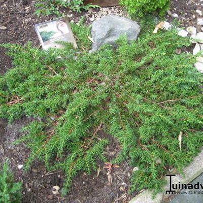 Jeneverbes Juniperus Communis Green Carpet Planten Online Kopen