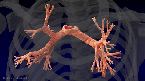 Human Bronchi 3d Model 29 Max Obj Ma Fbx C4d Blend 3ds Free3d