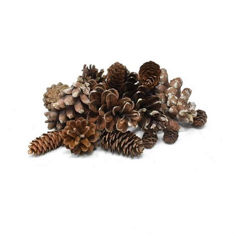 Preserved Assorted Pine Cones Natural 16 Piece