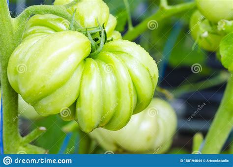 Fruta Verde De Un Filete De Tomate Sin Madurar En El Arbusto Foto De