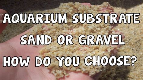 Aquarium Substrate How Do You Choose Sand Or Gravel Youtube