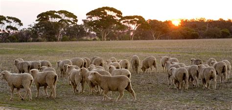 lamb prices  wild   west stockco  zealand