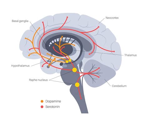 Premium Vector Dopamine And Serotonin Hormones Pathway In Human Brain