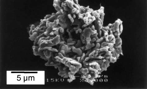 Optical Micrograph Showing The Typical Microstructure Of The Download Scientific Diagram