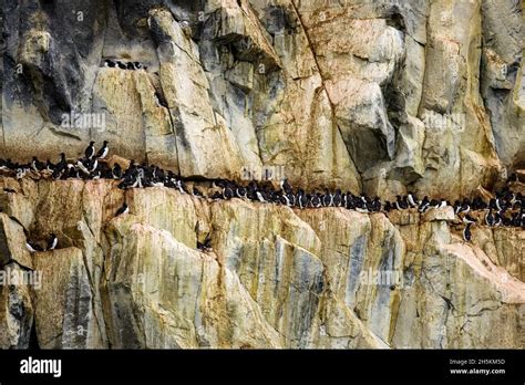 brunnichs guillemotsthick billed murres   cliff side colony stock