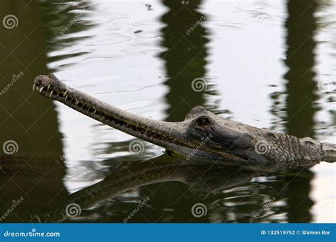 Crocodiles Live by the River in the Nursery Stock Photo - Image of lake, safari: 132519752