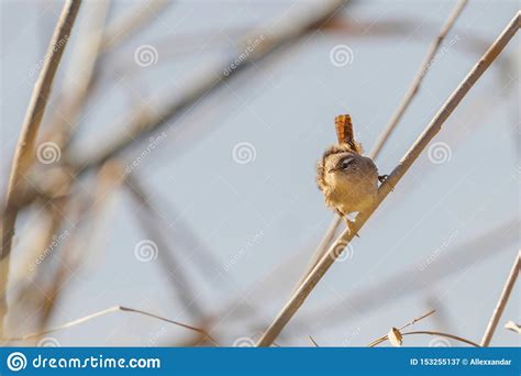 P Jaro De Wren En Una Fauna De Las Trogloditas De Las Trogloditas De La