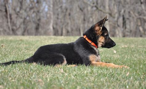 German Shepherd Puppies Training - Obedience, Protection And Attack