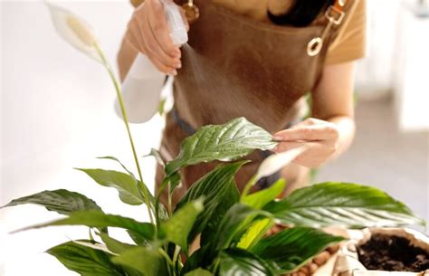 How Often To Water Peace Lily Indoors Watering Tips