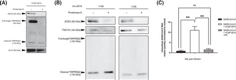 Role Of Sev Surface Proteins In Their Proviral Effect On Sarscov