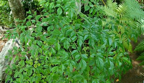 China Doll Plant Radermachera Sinica Growing Guide Epic Gardening