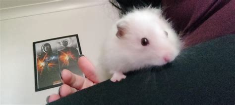 how to hamster smelly cheap 9