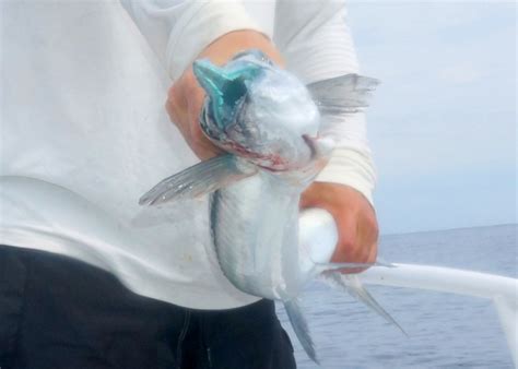 How to catch giant Needlefish