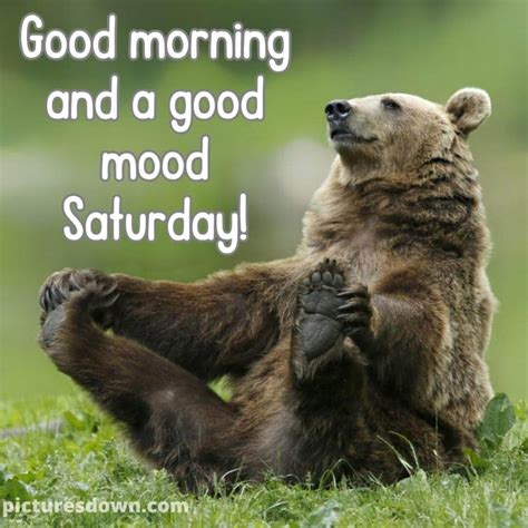 Saturday funny image bear - picturesdown.com