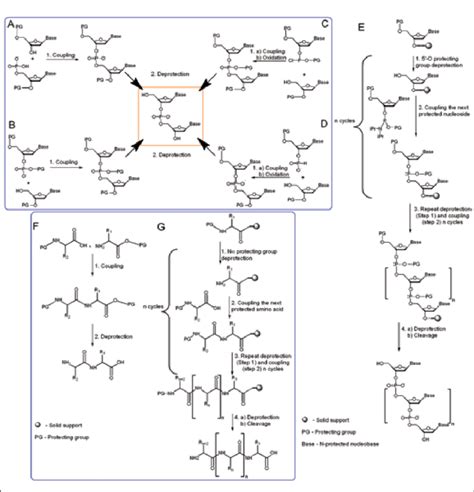 Oligonucleotides And Peptides Synthesis General Scheme A Solution Download Scientific Diagram