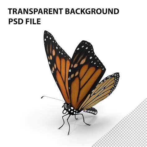 Le Papillon Monarque De Png Psd Premium