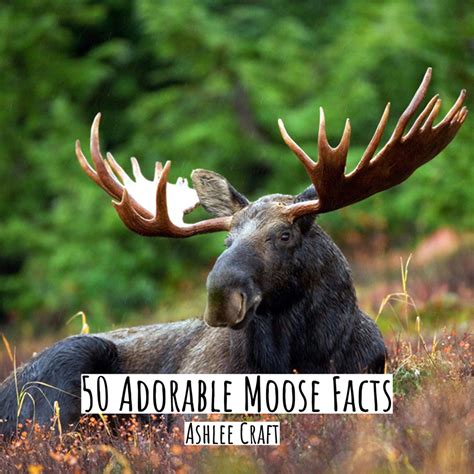 50 Adorable Moose Facts By Ashlee Craft Ashlee Crafts World