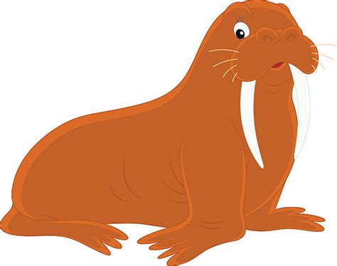 Walruses Cartoons Illustrations Royalty Free Vector Graphics And Clip