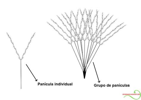 Panículas da tribo Andropogoneae Identificação de plantas Plantas