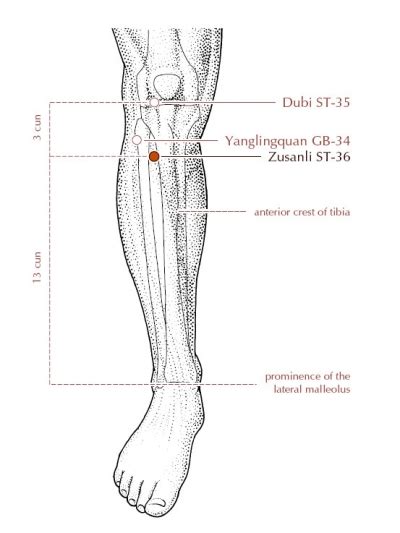 Stomach 36 - Phoenix Rises Acupuncture