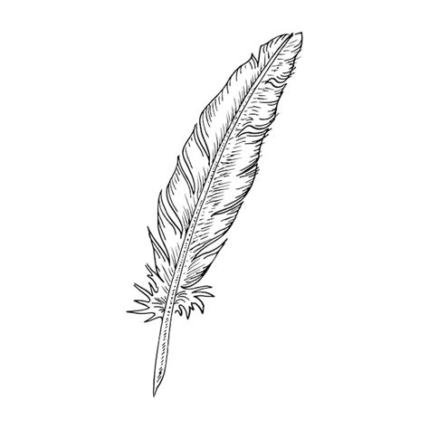 Premium Vector | Writer feather Hand drawing vintage art realistic ...