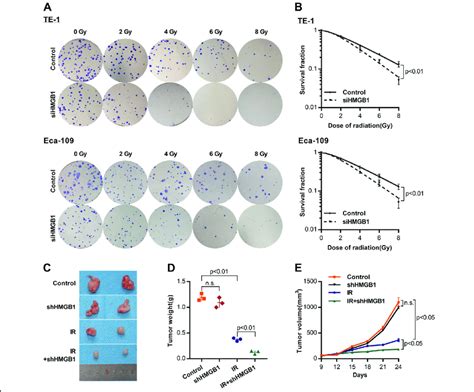 Hmgb Knockdown Sensitizes Escc Cells To Irradiation In Vitro And In