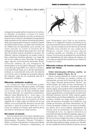 Insectos Pdf