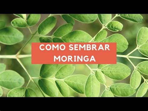 Moringa C Mo Cultivar Esta Poderosa Planta